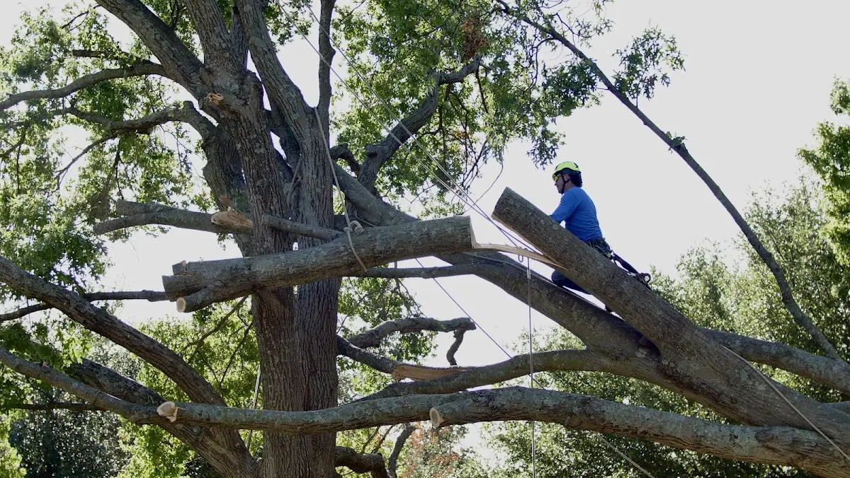 Professional Crown Thinning performed by certified arborists in Orangeville